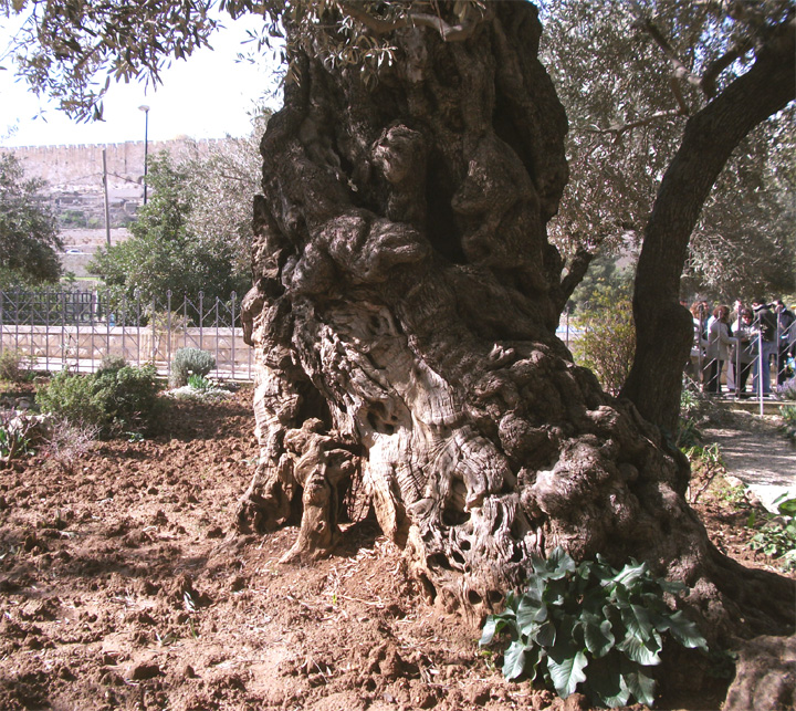 Иерусалим, Гефсиманский сад
